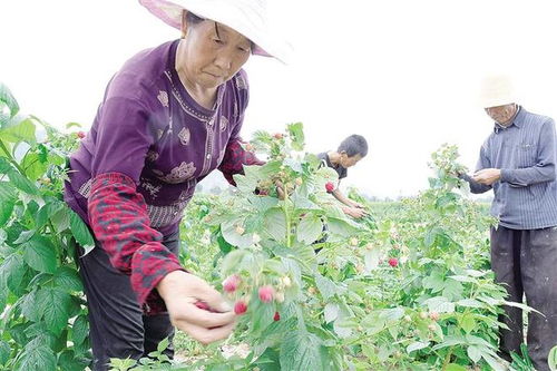 臨夏市發(fā)展休閑觀光農(nóng)業(yè) 帶動(dòng)農(nóng)戶(hù)務(wù)工就業(yè)增收的新路徑