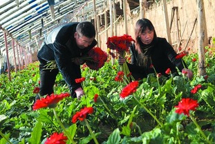 平泉鎮 加速推進農業產業發展，以休閑農業助力農民致富增收
