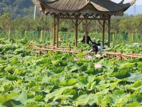 彭澤推進休閑農業與旅游產業融合，助力鄉村振興