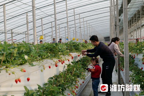 甜蜜產業結碩果，休閑農業繪新篇——濰坊濰城區聚力經濟發展主戰場