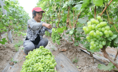 美了田園，紅了日子 廣饒縣鄉村振興三年行動扎實推進，休閑農業繪就富民新畫卷